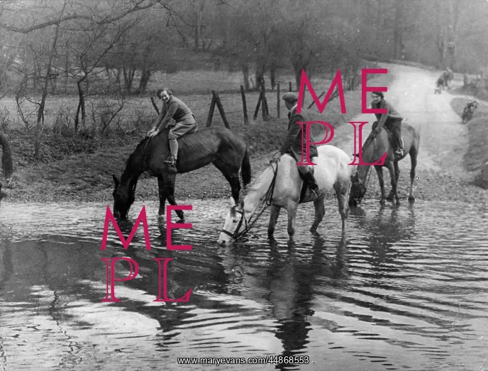 : HORSES DRINKING : HORSES DRINKING
