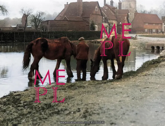 : HORSES DRINKING : HORSES DRINKING