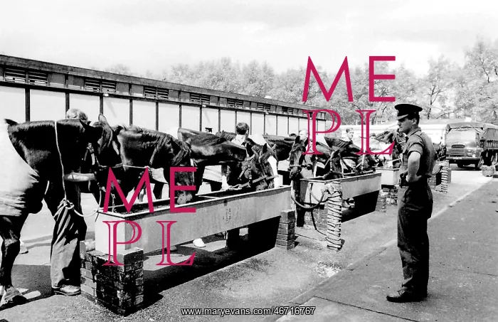 : Horses drinking from troughs : Horses drinking from troughs