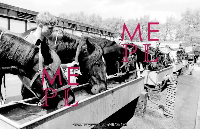 : Horses drinking from troughs : Horses drinking from troughs