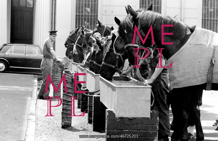: Horses drinking from troughs : Horses drinking from troughs