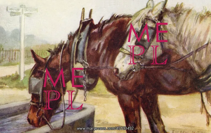 : Horses drinking at a water trough : Horses drinking at a water trough