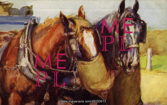 : Horses feeding : Horses feeding