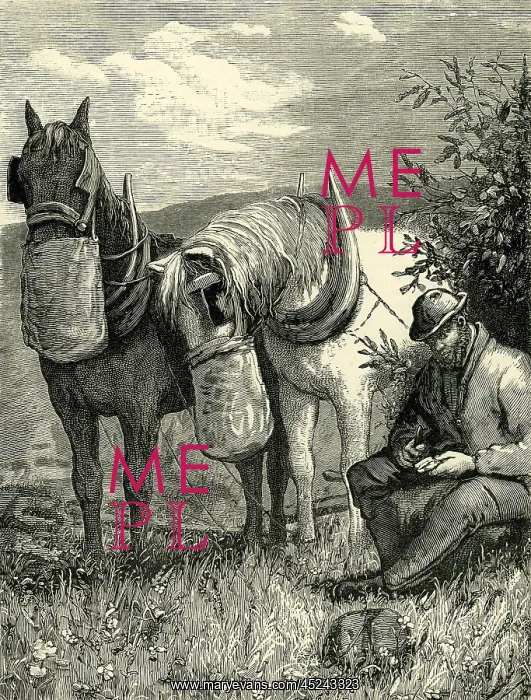  : Horses feeding from nosebags