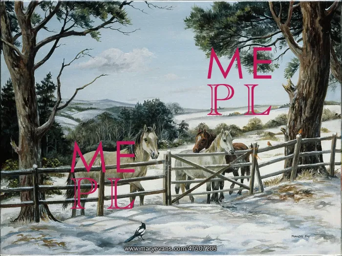 : Three horses at gate in snowy field : Three horses at gate in snowy field