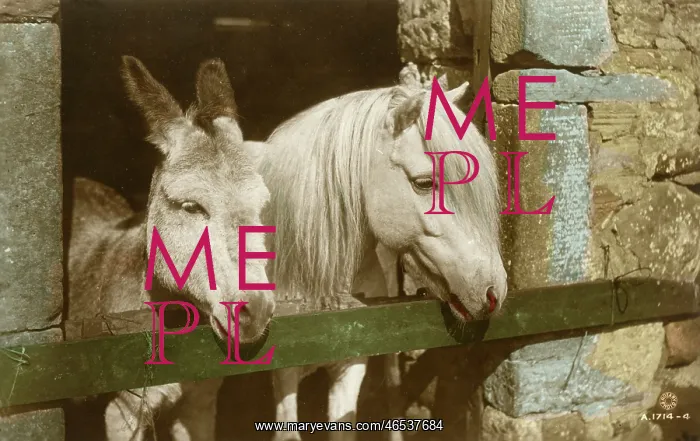  : Horses - Grey Horse and Donkey in a stall