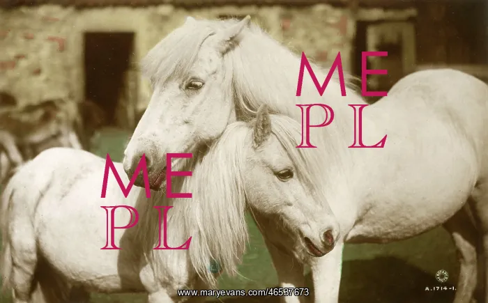  : Horses - Grey Mare and foal
