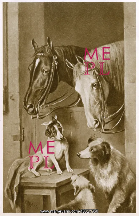 : Two Horses and a group of dogs : Two Horses and a group of dogs