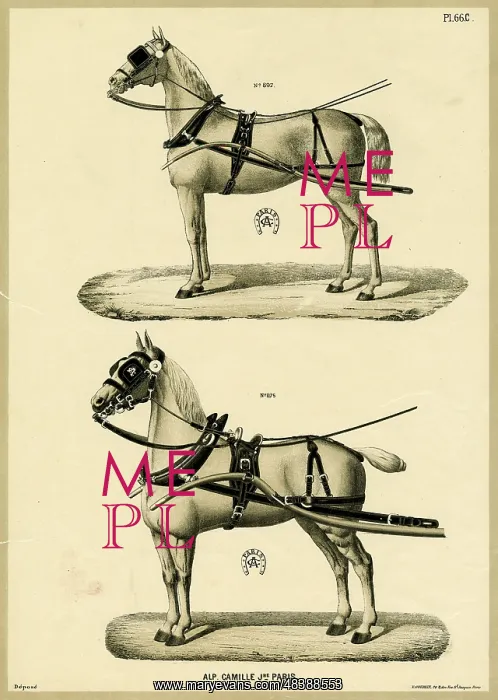  : Horses in harness