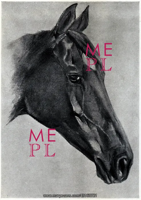 : Horse's Head : Horse's Head