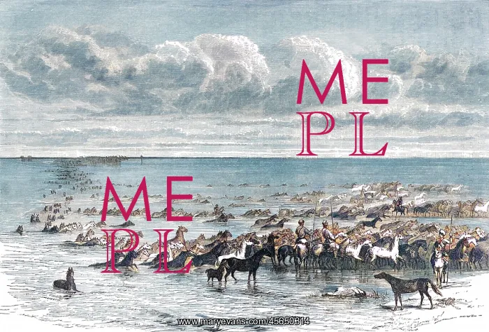 : Horses herded across the River Volga, Russia : Horses herded across the River Volga, Russia