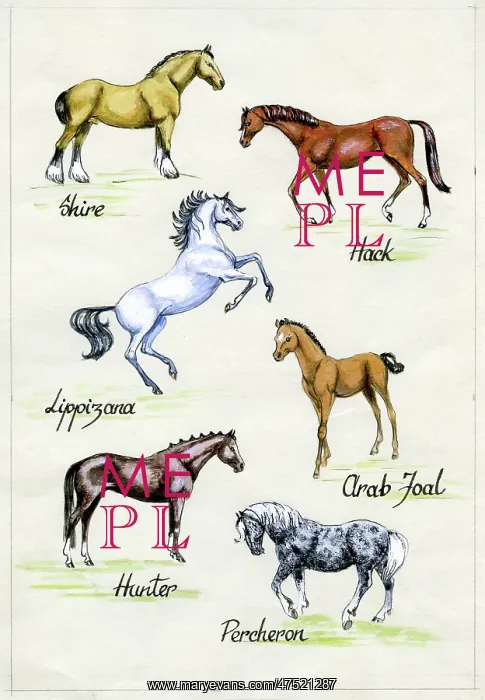 : Six Horses including Shire and Lippizana : Six Horses including Shire and Lippizana
