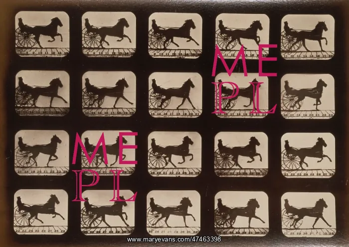 : Horses. Irregular : Horses. Irregular