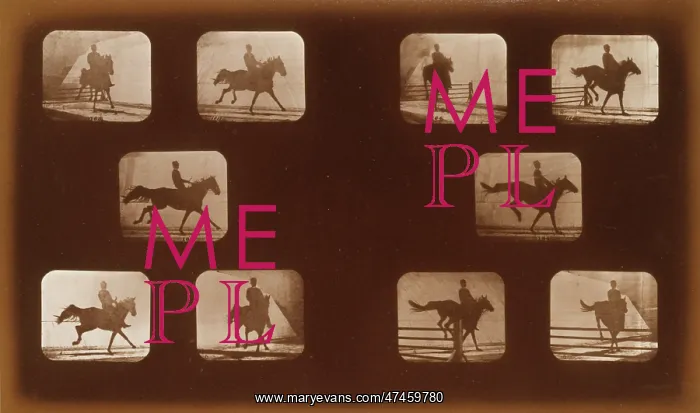 : Horses. Leaping : Horses. Leaping