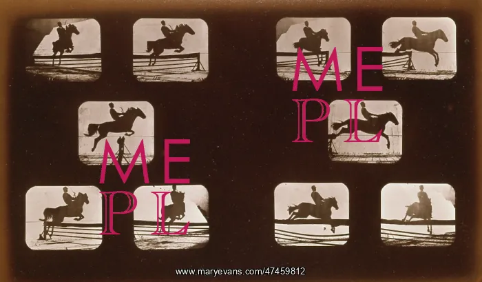 : Horses. Leaping : Horses. Leaping