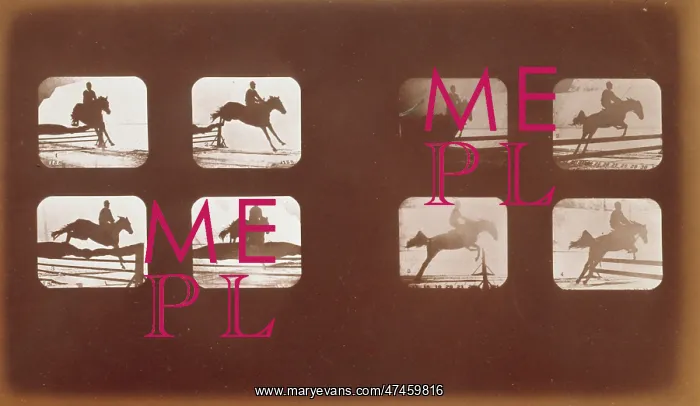 : Horses. Leaping : Horses. Leaping