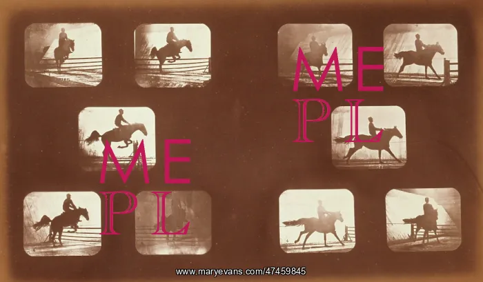 : Horses. Leaping : Horses. Leaping