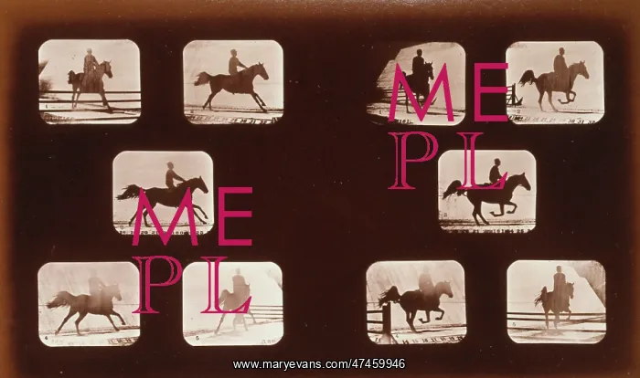 : Horses. Leaping : Horses. Leaping