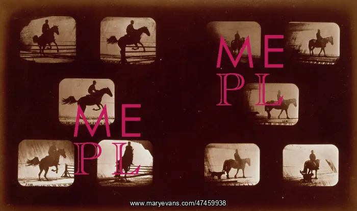 : Horses. Leaping - Horses. Walking : Horses. Leaping - Horses. Walking