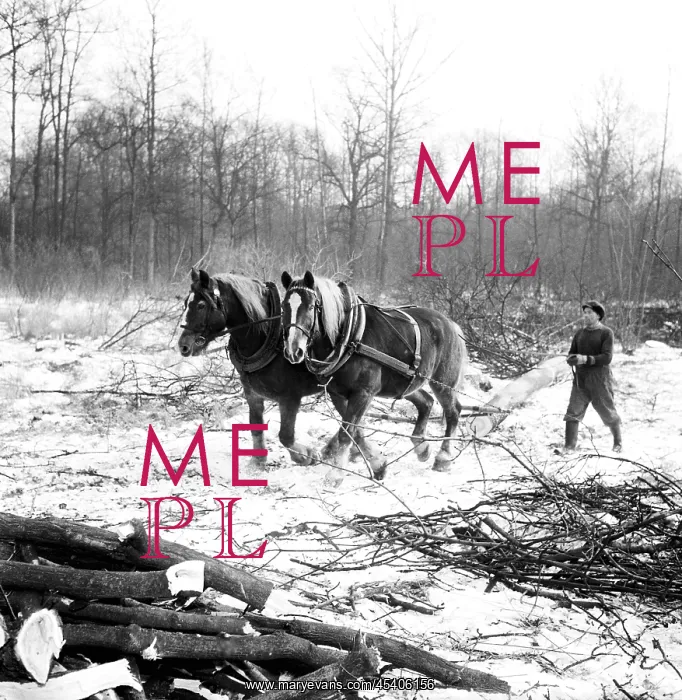 : Horses - logging - pulling - pair - ecological : Horses - logging - pulling - pair - ecological