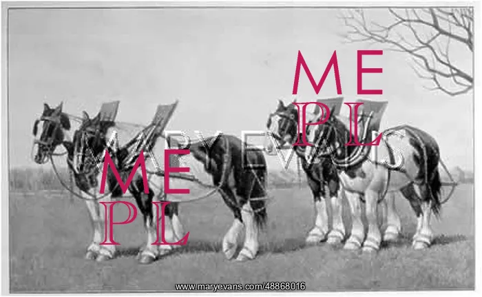 : HORSES / PLOUGH TEAMS 19C : HORSES / PLOUGH TEAMS 19C