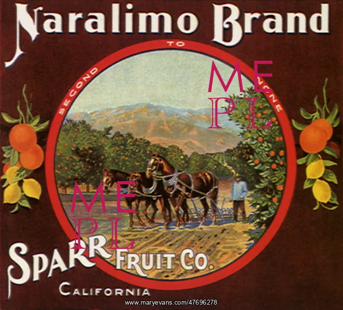  : Horses Plowing Oranges