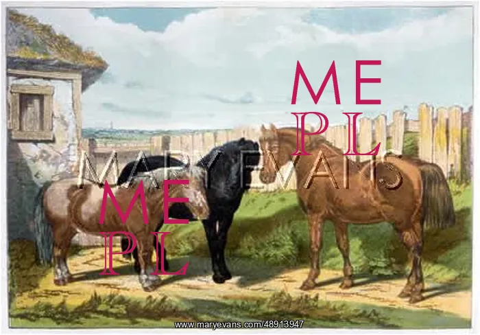 : HORSES / PONIES 1882 : HORSES / PONIES 1882