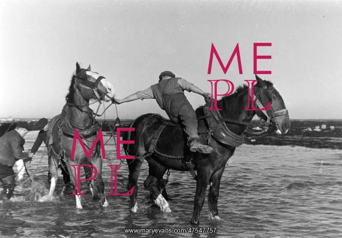 : Horses pulling in a fishing boat : Horses pulling in a fishing boat