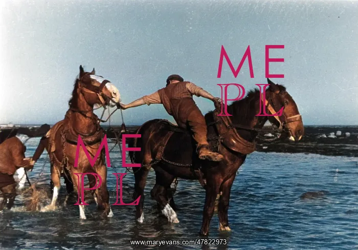 : Horses pulling in a fishing boat : Horses pulling in a fishing boat