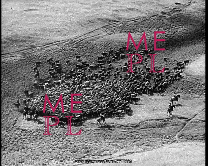 : Horses Being Rounded Up By Cowboys : Horses Being Rounded Up By Cowboys