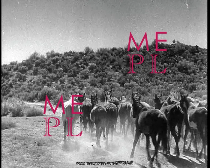  : Horses Being Rounded Up By Cowboys