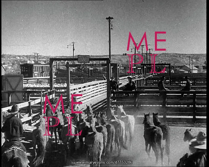 : Horses Being Rounded Up By Cowboys And Being : Horses Being Rounded Up By Cowboys And Being