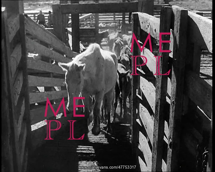 : Horses Being Rounded Up By Cowboys And Being : Horses Being Rounded Up By Cowboys And Being