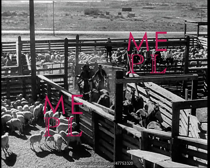 : Horses Being Rounded Up By Cowboys And Being : Horses Being Rounded Up By Cowboys And Being