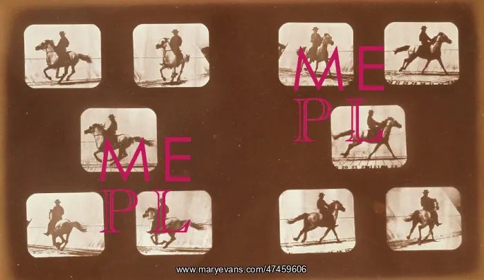 : Horses. Running : Horses. Running