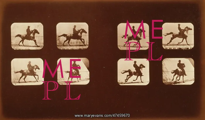 : Horses. Running : Horses. Running