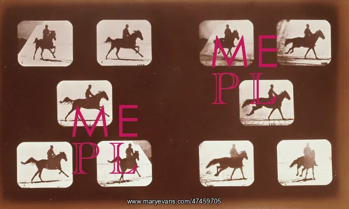 : Horses. Running : Horses. Running