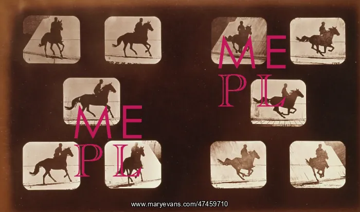 : Horses. Running : Horses. Running