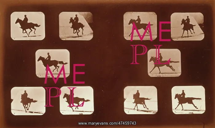 : Horses. Running : Horses. Running