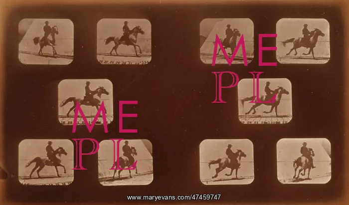: Horses. Running : Horses. Running