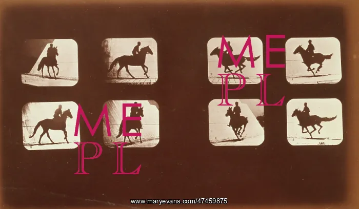 : Horses. Running : Horses. Running