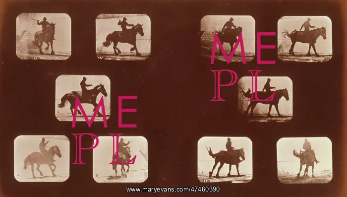: Horses. Running : Horses. Running