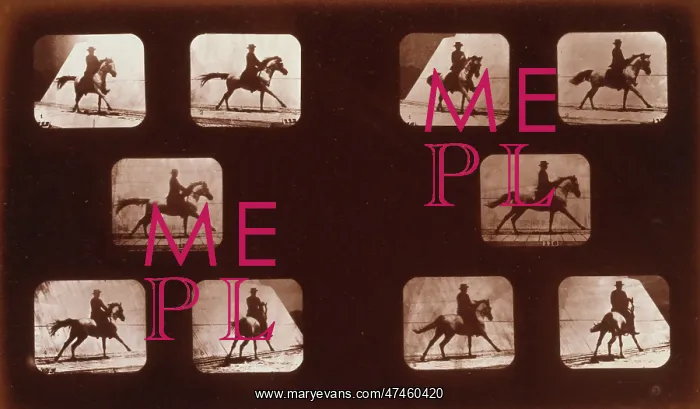 : Horses. Running : Horses. Running