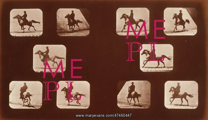 : Horses. Running : Horses. Running