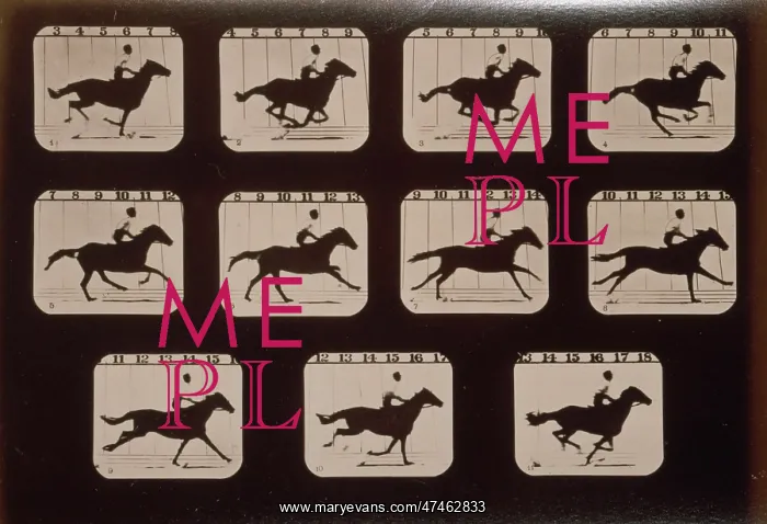 : Horses. Running : Horses. Running