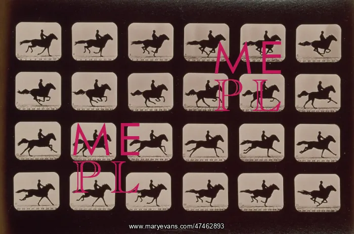 : Horses. Running : Horses. Running