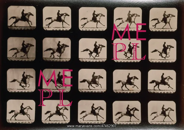 : Horses. Running : Horses. Running