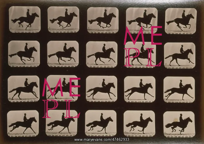 : Horses. Running : Horses. Running