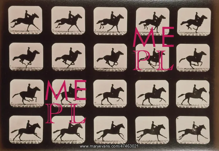: Horses. Running : Horses. Running