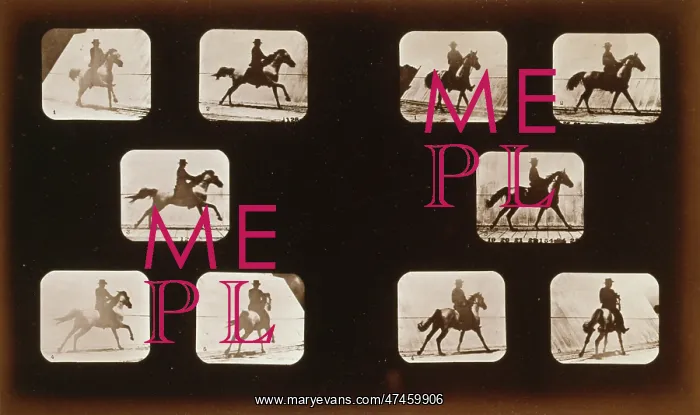 : Horses. Running - Horses. Cantering : Horses. Running - Horses. Cantering